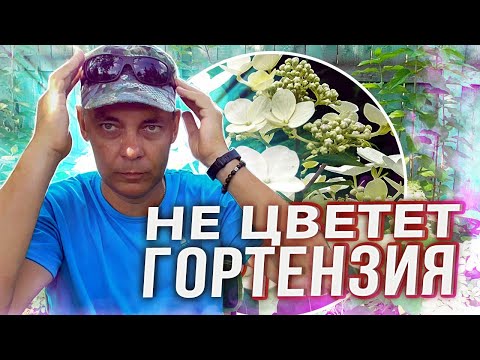 Видео: ВОТ ПОЧЕМУ НЕ ЦВЕТЕТ ИЛИ НЕ УСПЕВАЕТ ЗАЦВЕСТИ ЛЕТОМ МЕТЕЛЬЧАТАЯ ГОРТЕНЗИЯ, ПОКАЗЫВАЮ