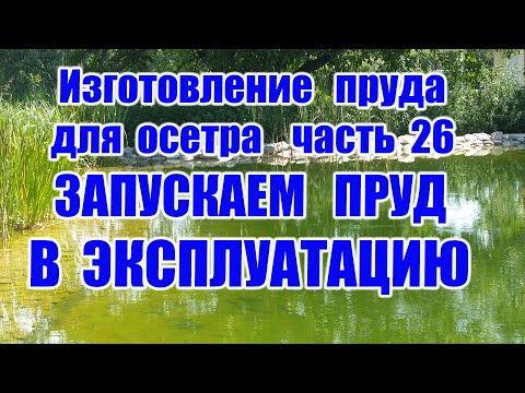 Видео: Изготовление пруда для осетра (часть 26) Запускаем пруд в эксплуатацию