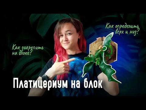 Видео: ПЛАТИЦЕРИУМ на деревянном БЛОКЕ: пошаговый мастер-класс
