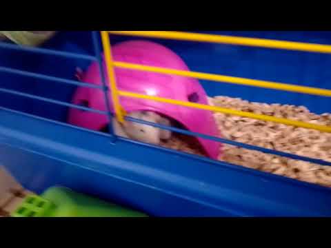 Видео: Хася і лапка 