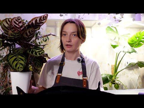 Видео: Будни цветовода. Пересадка Калатей с фетиля. Посадка семян пальмы Кордилины и спор пап-ка Асплениум