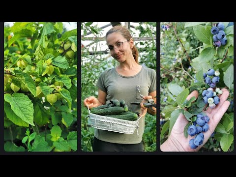 Видео: Про огород 2022 . Огурцы Физалис Голубика Стройка