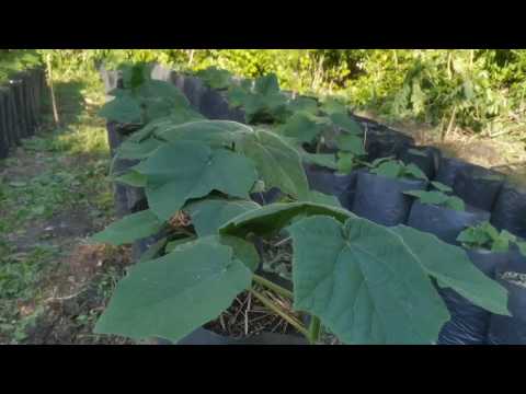 Видео: Павловния из корешков спустя месяц. Плюсы и минусы выращивания в пакетах, выявленные за этот период.