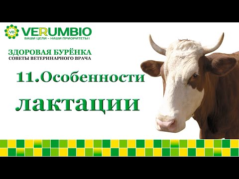 Видео: Особенности лактации у коров