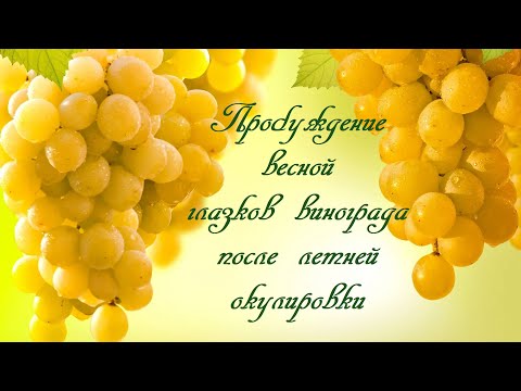 Видео: Пробуждение весной глазков винограда после летней окулировки