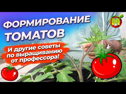 Видео: КАК ФОРМИРОВАТЬ и ПАСЫНКОВАТЬ ТОМАТЫ? Как подвязывать томаты?