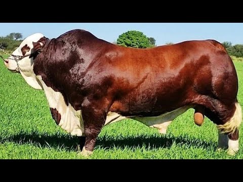 Видео: Мечты американского скотовода: 5 лучших мясных пород, которые должен знать каждый фермер