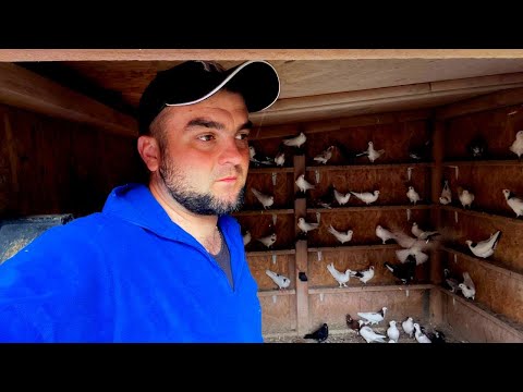 Видео: Появилась Скотина! Заберет Ястреб или Нет? Бакинские голуби, молодежь 2025