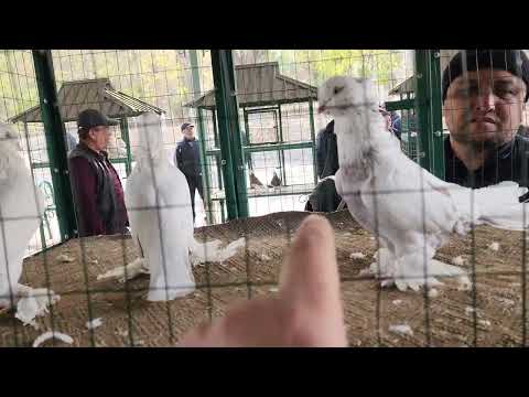 Видео: 11 ноября 2025 г.