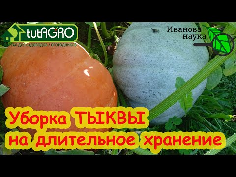 Видео: СРОКИ УБОРКИ ТЫКВЫ НА ДЛИТЕЛЬНОЕ ХРАНЕНИЕ. Ни одна тыква не сгниет!