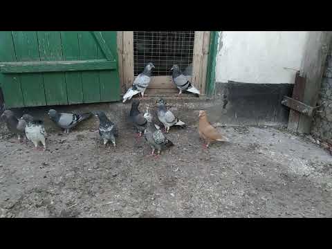 Видео: Полёт      типплеров.