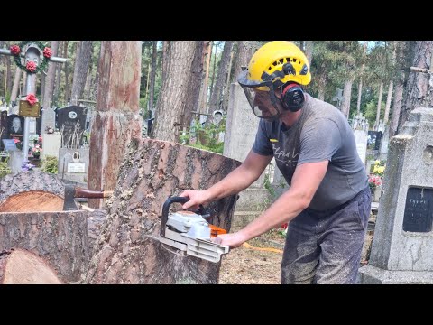 Видео: STIHL MS 260 старый конь борозны не портит!