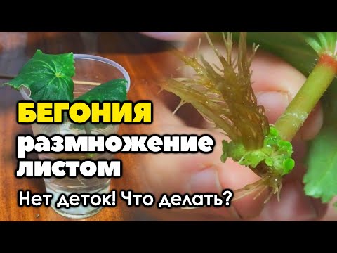 Видео: Что делать если нет деток при размножении бегонии листом