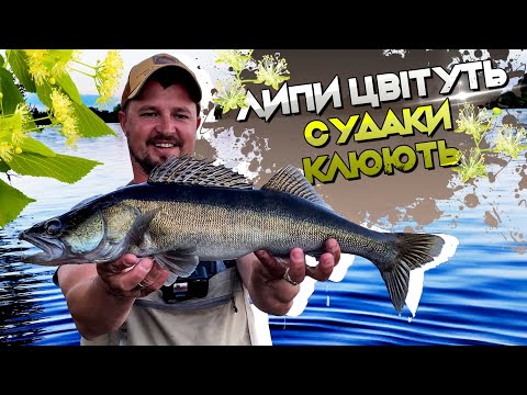 Видео: Липи цвітуть, а риби клюють. Жерех, окунь і судак зі щукою