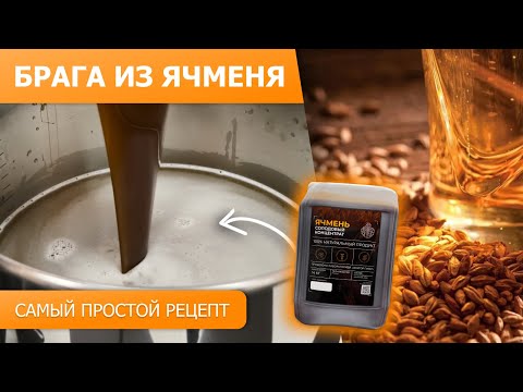 Видео: Брага на ячменном концентрате || Самый простой рецепт