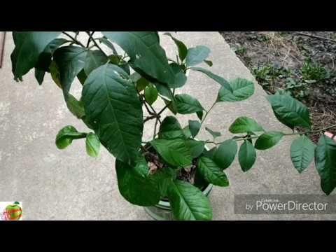 Видео: Лимон: выращивание, обрезка, черенкование, пересадка.