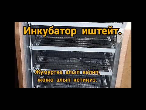 Видео: Инкубатор кызматы, бир жолу.