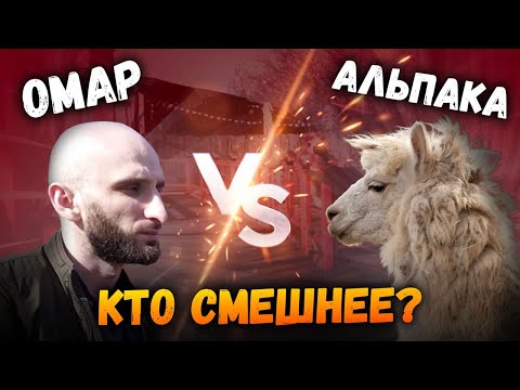 Видео: Омар и альпаки. Кто смешнее?