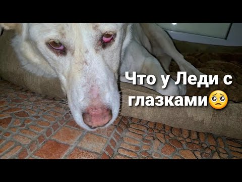 Видео: Леди в стрессе не ест Сутки. Съёмки на канал Валеры ЗА КАДРОМ.🤫