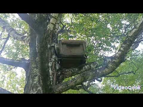 Видео: проверка ловушек 2024(начало)