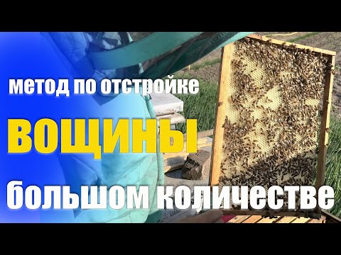 Видео: Быстрая отстройка вощины пчёлами. Результат установки вощины пчелам спустя 2 дня