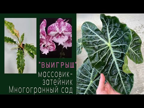 Видео: Новые зеленые подопечные🌱думала «я везучая»😀