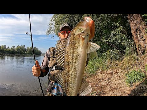 Видео: Деснянський СУДАК з русла. Потужна риба - потужне клювання!