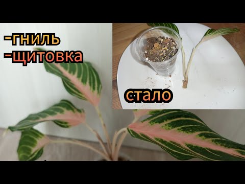 Видео: аглаонема/спасаю панаму ванилла #аглаонема #аглаонемы #plants #aglaonema #цветы #щитовка#гниль