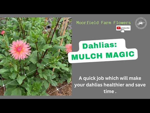 Видео: Георгины МУЛЬЧИРОВАНИЕ МАГИЯ