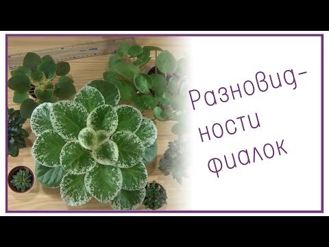 Видео: Разновидности фиалок: классификация по размеру | The varieties of violets: classification by size