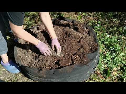 Видео: ГРЯДКИ ДЛЯ ТЫКВЫ ГОТОВЛЮ ОСЕНЬЮ | РАБОТЫ В ОГОРОДЕ | ЗОЛОТАЯ ОСЕНЬ В ПРИМОРЬЕ