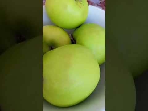 Видео: Цкызкы лыжы  ны в ныы нымык дыбрым мылыдцым ырык.