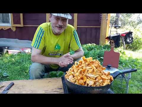 Видео: Как тебе такое Илон Маск ? )) Ну оч грибная тема. Хутор LV #грибы #лисички #соус