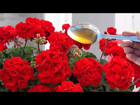 Видео: ВНЕСИ под любой цветок и даже самый слабый куст оживет, позеленеет зацветет 31 эффективная подкормка