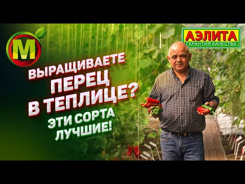 Видео: ЭКСКУРСИЯ ПО ТЕПЛИЦЕ – Сорта и Гибриды Перца Сладкого