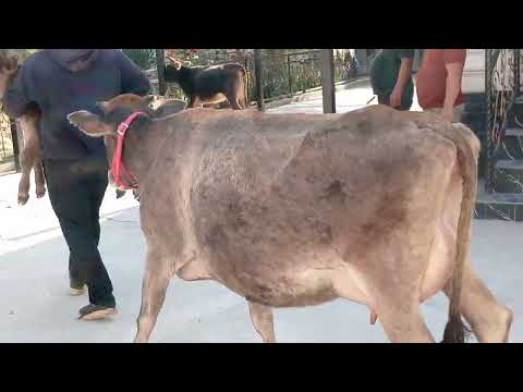 Видео: Ду Сар гови чушои фуруши.24-Октябр.Тел 205.81.77.00.