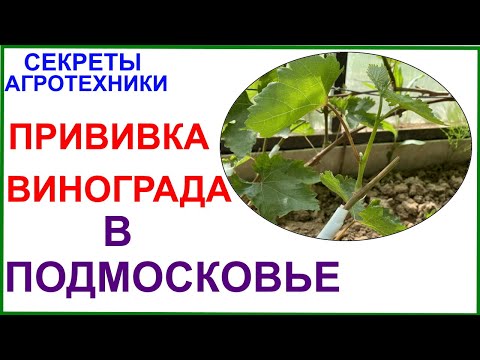 Видео: Прививка винограда в условиях Подмосковья