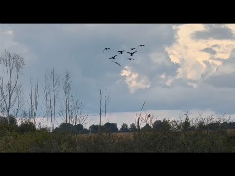 Видео: Пытаемся охотиться в поле на уток и  вяхиря. 