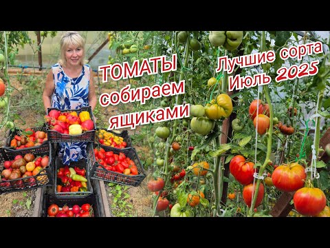 Видео: ТОМАТЫ собираем ящиками Не смотря на аномальное лето.МОИ ЛУЧШИЕ СОРТА