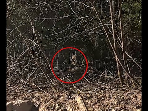 Видео: Похождения по медведям.