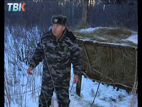 Видео: Егеря устраивают зимние кормушки для диких животных