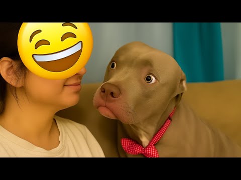 Видео: 😹 Постарайтесь не смеяться – Лучшие смешные собаки и кошки 2025 года 🐶 | Милые и смешные моменты 🐾