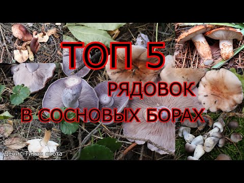 Видео: ТОП 5 малознакомых рядовок в сосновых борах