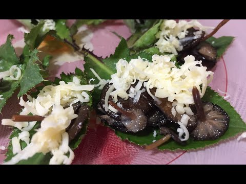 Видео: Стробилюрус съедобный, мицена шишколюбивая и бодяк огородный. Отличная закуска из стробилюруса)