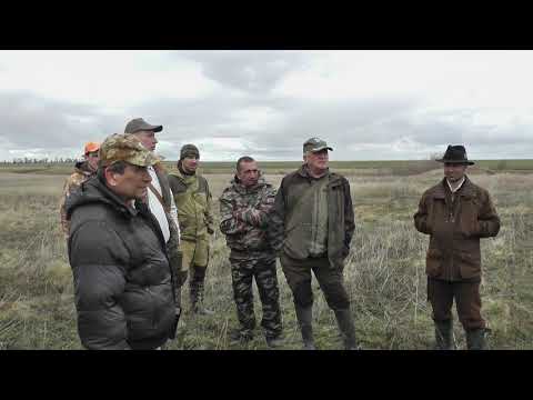 Видео: Алтай на Волгоградских состязаниях легавых собак по серой куропатке 20-22.04.2018