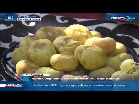 Видео: Анжир шифобахш ва доривор мева ҳисобланади