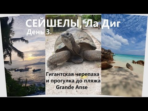Видео: Сейшелы, Ла Диг день 3. Пляж Grande Anse и большая черепаха.