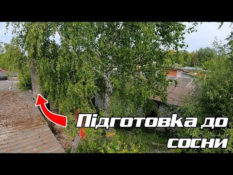 Видео: Демонтуємо березу між гаражами