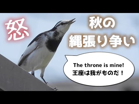 Видео: Осенние трясогузки – неожиданный поворот