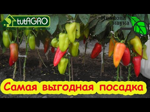 Видео: ПЕРЦЫ ЛЮБЯТ ТЕСНОТУ? Самая выгодная посадка перца в теплице и в открытом грунте. Размещайте перец.